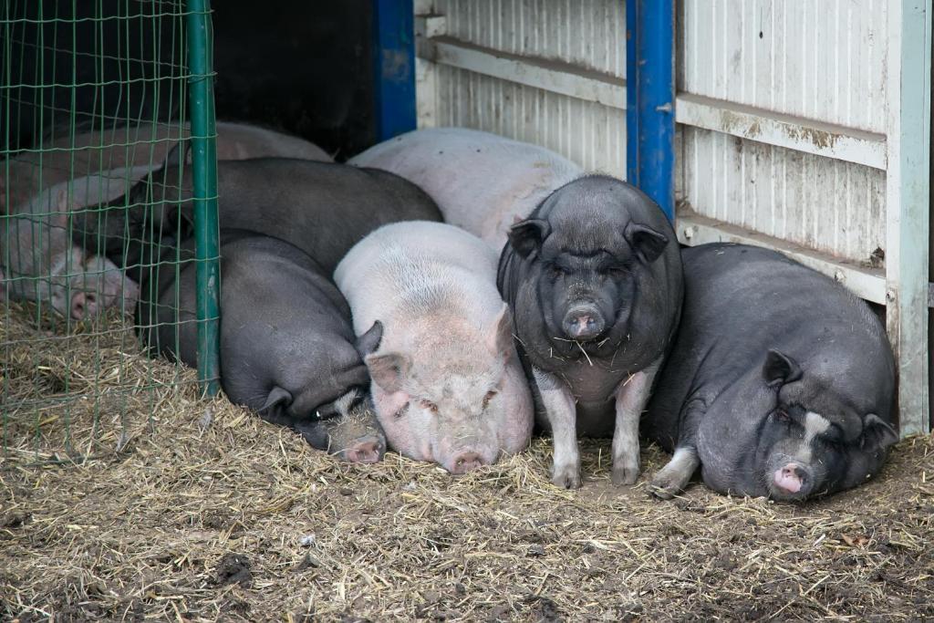 Hoevedomein Polderrust Lägenhet Nieuwpoort Exteriör bild